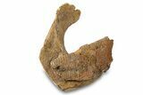 Fossil Hadrosaur (Edmontosaurus) Mandible Bone - Wyoming #292612-4